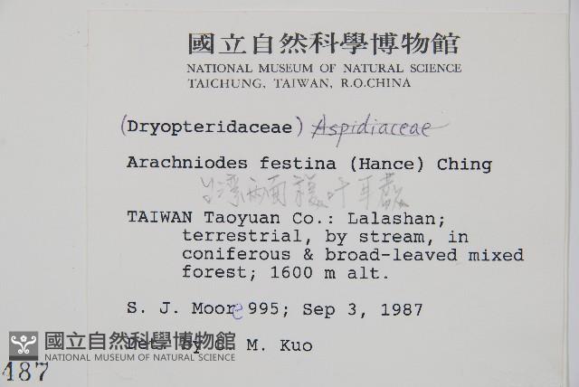 臺灣兩面複葉耳蕨藏品圖，第2張