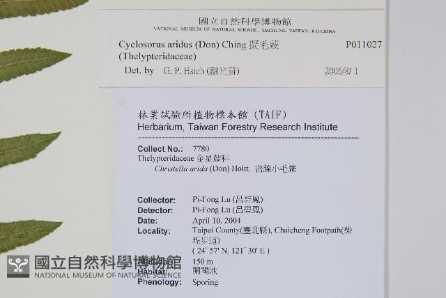 擬毛蕨藏品圖，第2張