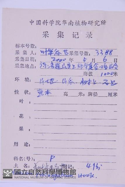 長生鐵角蕨藏品圖，第2張