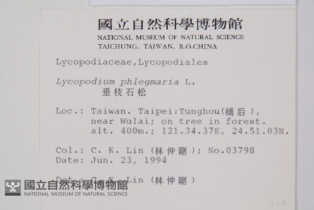 垂枝石松藏品圖，第2張