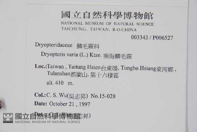 南海鱗毛蕨藏品圖，第2張