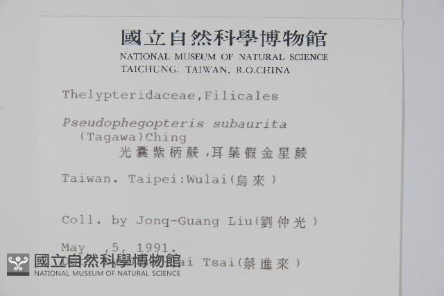 光囊紫柄蕨藏品圖，第2張