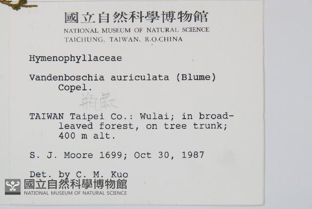 瓶蕨藏品圖，第2張