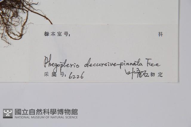 翅軸假金星蕨、短柄卵果蕨藏品圖，第2張