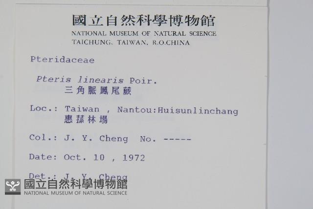 三角脈鳳尾蕨藏品圖，第2張