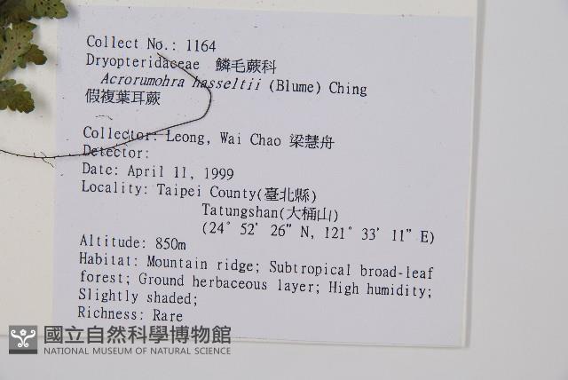 哈氏假複葉耳蕨藏品圖，第2張