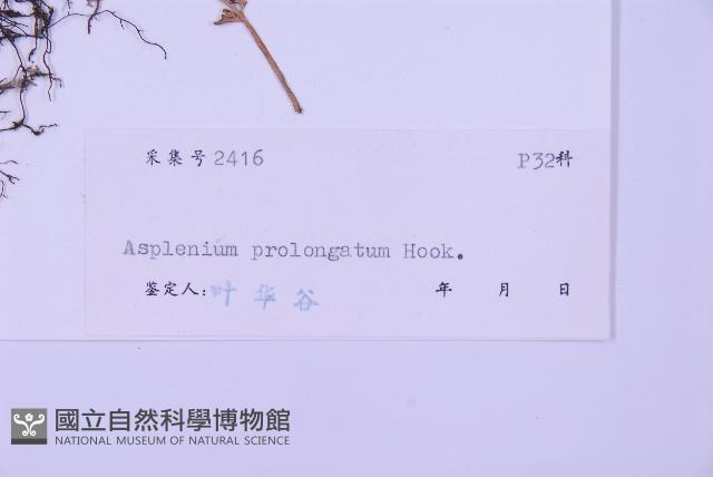 長生鐵角蕨藏品圖，第2張