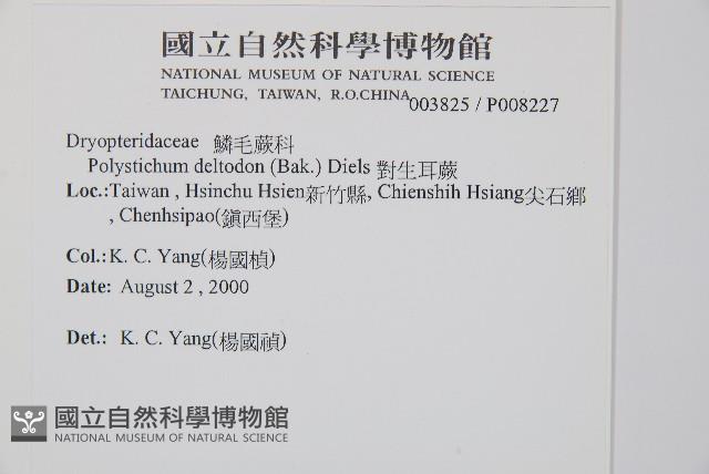 對生耳蕨藏品圖，第2張