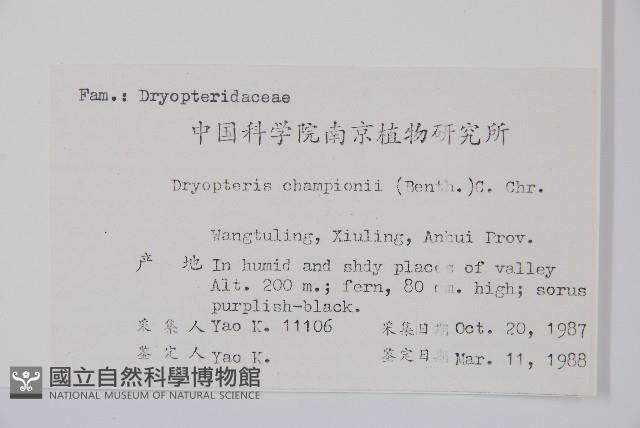 闊鱗鱗毛蕨藏品圖，第2張