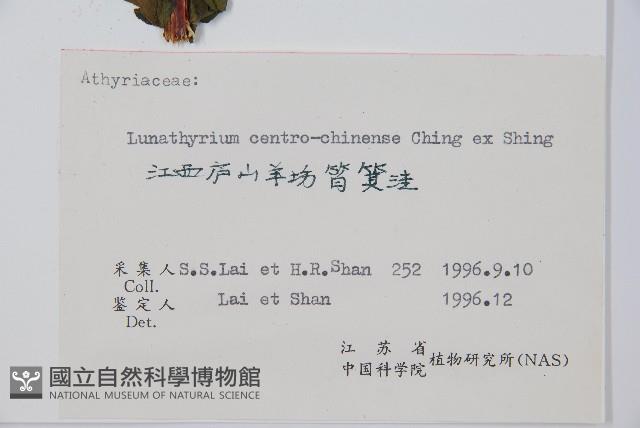 華中峨眉蕨藏品圖，第5張