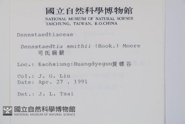 司氏碗蕨藏品圖，第2張