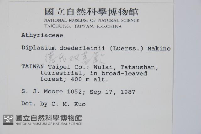 德氏雙蓋蕨藏品圖，第2張