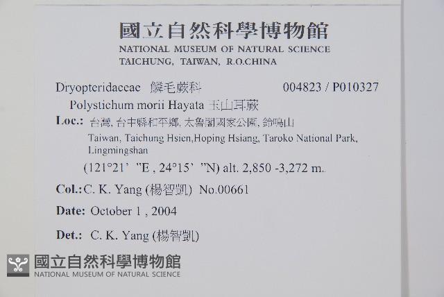 玉山耳蕨藏品圖，第2張
