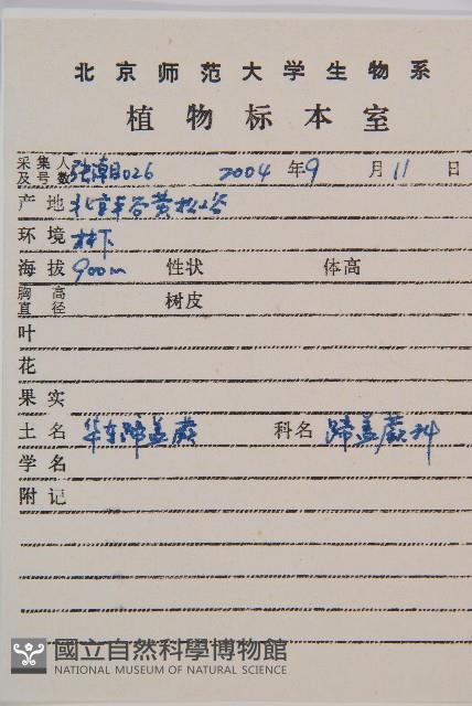 日本蹄蓋蕨藏品圖，第2張