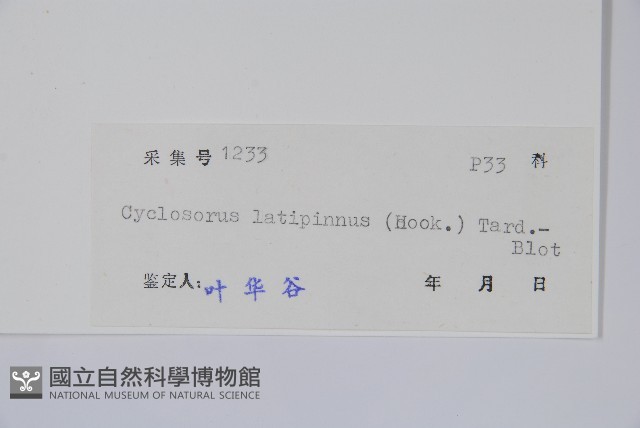 寬羽毛蕨藏品圖，第2張