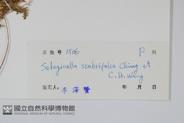 糙葉卷柏藏品圖，第2張