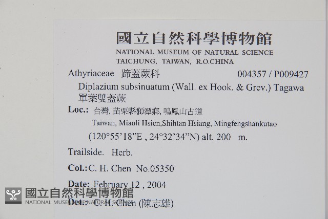 單葉雙蓋蕨藏品圖，第2張