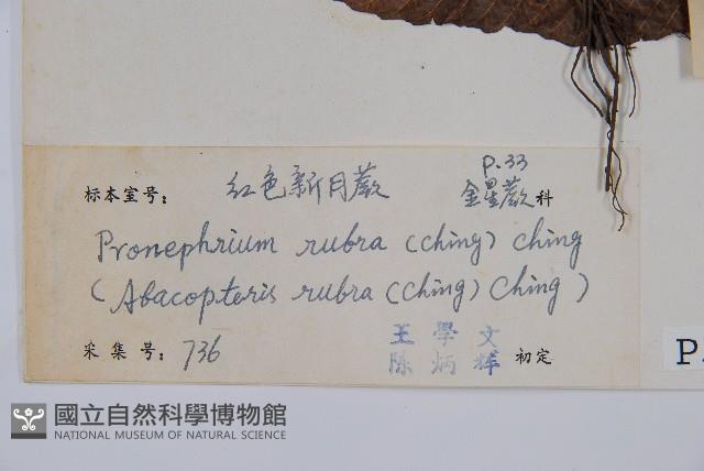 紅色新月蕨藏品圖，第2張