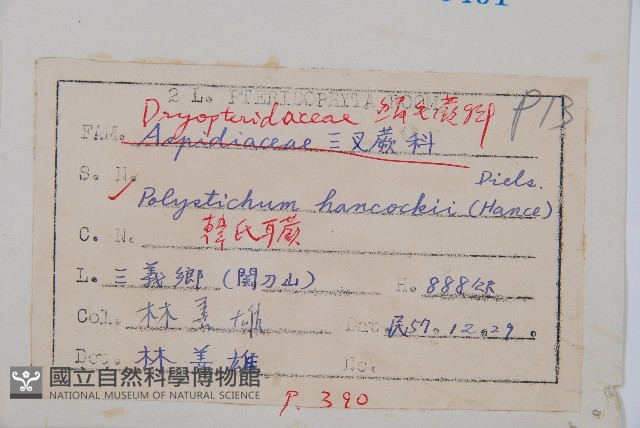 韓氏耳蕨藏品圖，第2張