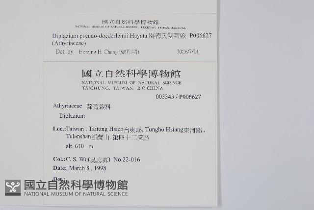 擬德氏雙蓋蕨藏品圖，第2張