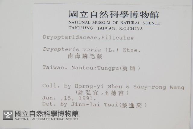 南海鱗毛蕨藏品圖，第2張