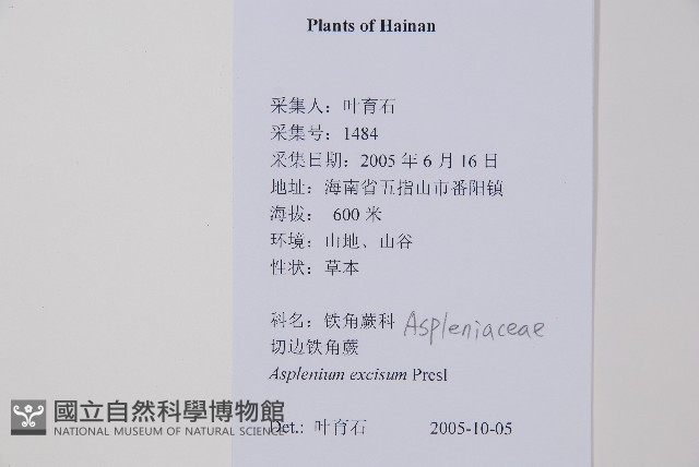 剪葉鐵角蕨藏品圖，第2張