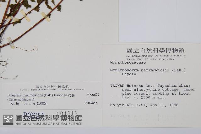 岩穴蕨藏品圖，第2張