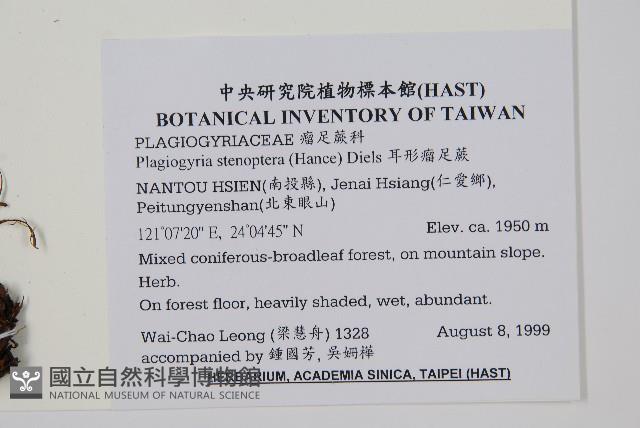 耳形瘤足蕨藏品圖，第2張