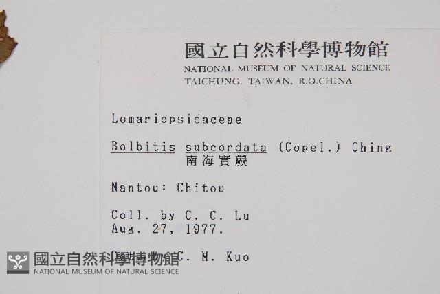 海南實蕨藏品圖，第2張