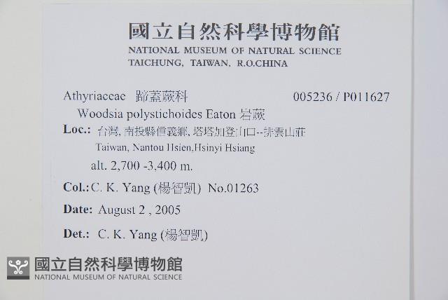 岩蕨藏品圖，第2張