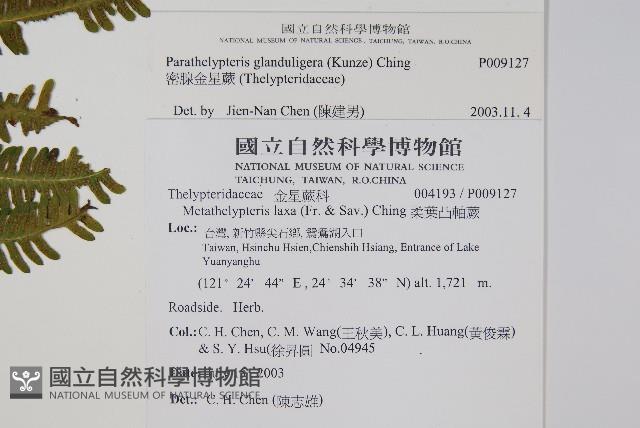 密腺副金星蕨藏品圖，第2張