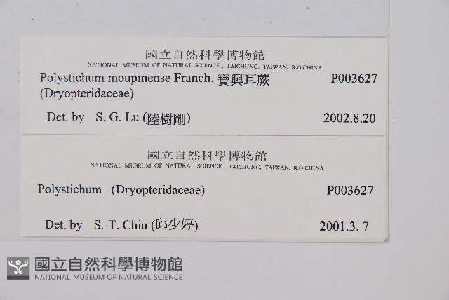 寶興耳蕨藏品圖，第2張