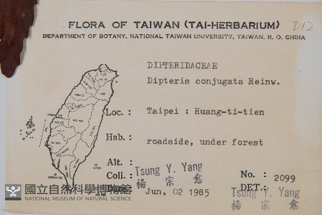 雙扇蕨藏品圖，第5張