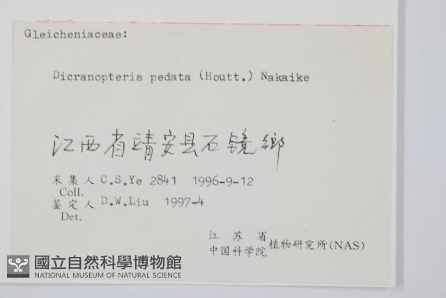 芒萁藏品圖，第2張