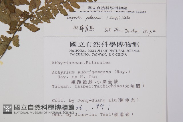 假蹄蓋蕨、東洋蹄蓋蕨藏品圖，第2張