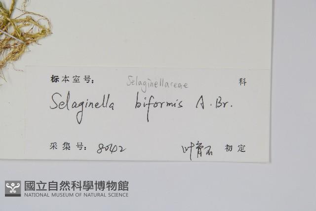 二形卷柏藏品圖，第2張