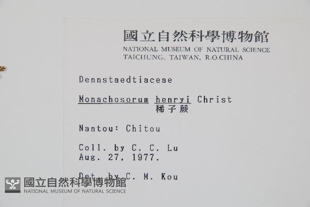 稀子蕨藏品圖，第2張