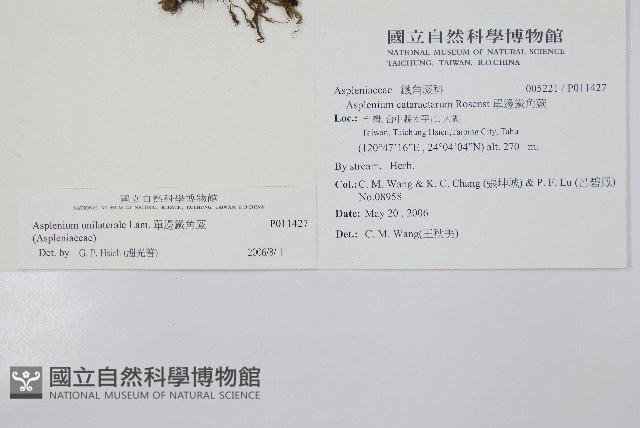 單邊鐵角蕨藏品圖，第5張