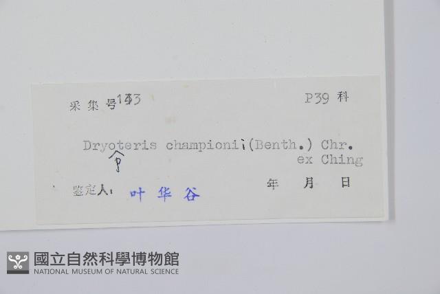 闊鱗鱗毛蕨藏品圖，第2張