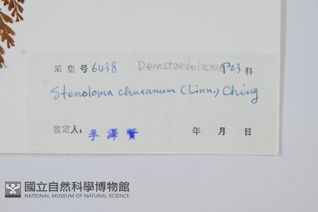 烏蕨藏品圖，第2張