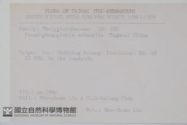 光囊紫柄蕨藏品圖，第2張