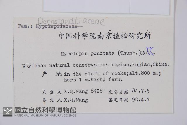 姬蕨藏品圖，第2張