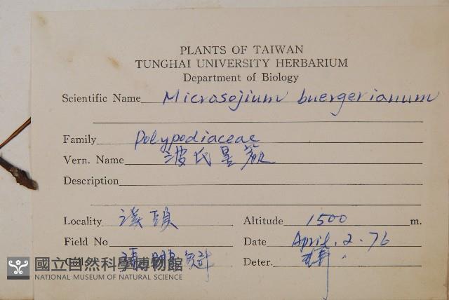 波氏星蕨藏品圖，第2張