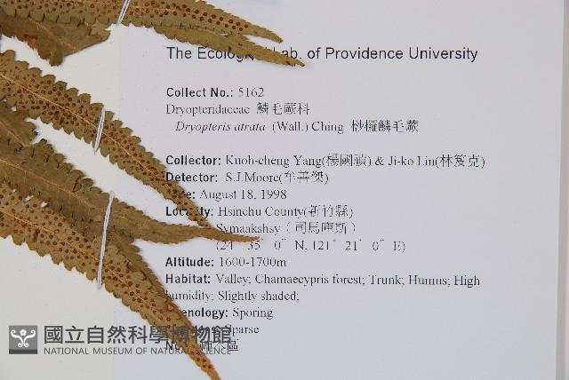 桫欏鱗毛蕨藏品圖，第2張