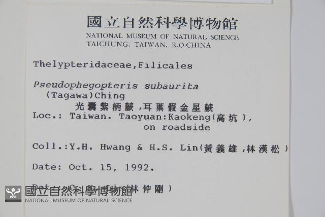 光囊紫柄蕨藏品圖，第2張