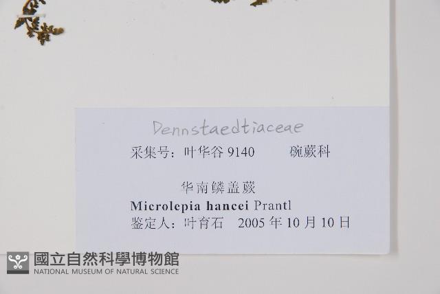 華南鱗蓋蕨藏品圖，第2張