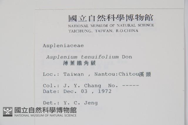 薄葉鐵角蕨藏品圖，第2張