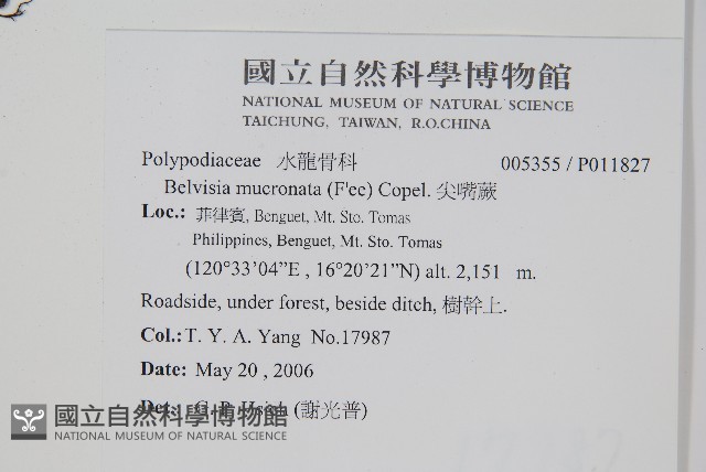 尖嘴蕨藏品圖，第2張