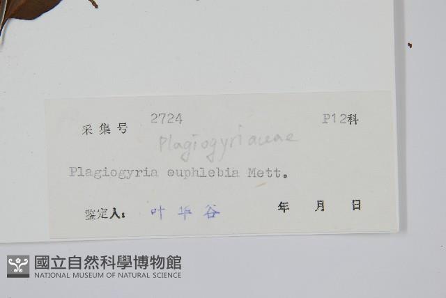 華中瘤足蕨藏品圖，第2張