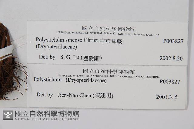 福山氏耳蕨藏品圖，第2張